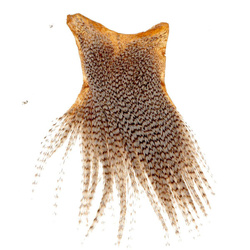 Sección de la punta del cuello de gallo Ewing, teñida