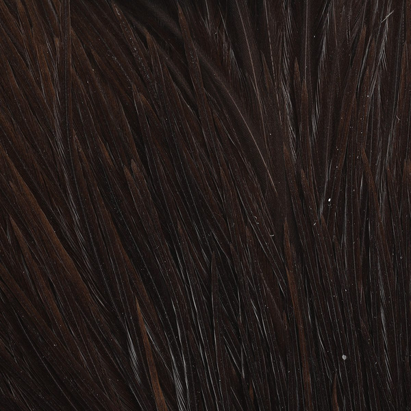 Capa de plumas del cuello de gallo Metz #3
