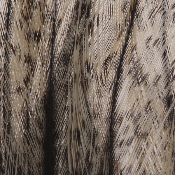 pluma Coq de Leon