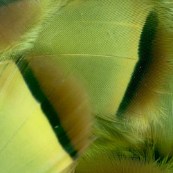 FFGene Plumas de perdiz francesa