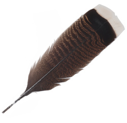 FFGene Plumas de cola de pavo Ozark