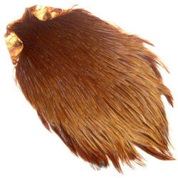 Cuello de gallo FFGene India, clase Top