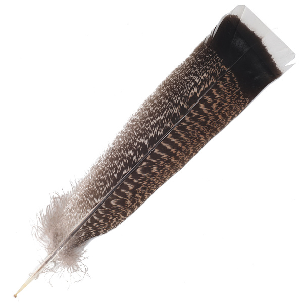 FFGene Plumas de cola de pavo moteadas