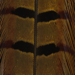 Hareline Plumas de cola de faisán de collar