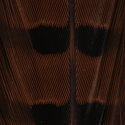 Hareline Plumas de cola de faisán de collar