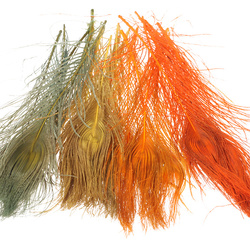 Plumas oceladas de cola de pavo real blanqueadas FFGene