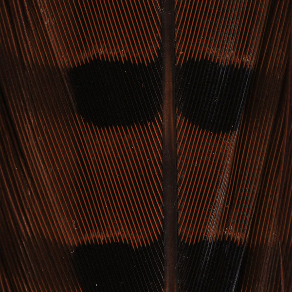 Hareline Plumas de cola de faisán de collar