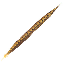 FFGene Plumas de cola de faisán de Lady Amherst
