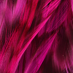 FFGene plumas de colgadera de gallo Chinchilla