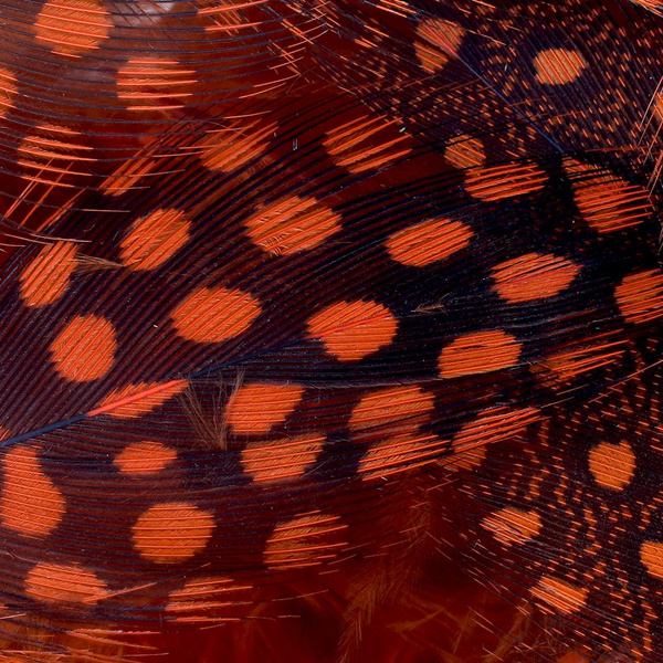 FFGene Plumas de pintada