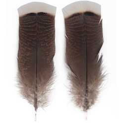 FFGene Plumas de cola de pavo Ozark medianas