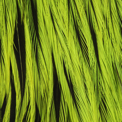 Keough Hackle Saltwater Badger