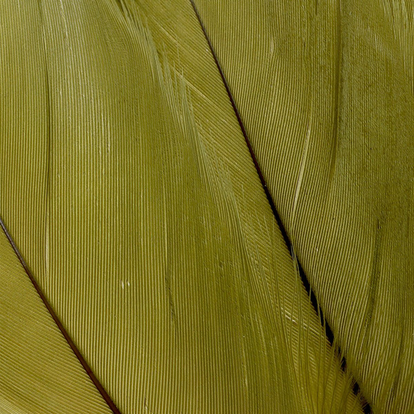 FFGene Plumas escapulares de ganso