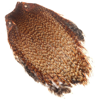 Cuello de gallo FFGene India, clase Top
