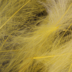 FFGene Paquete Jambo de plumas CDC teñidas - 1 gr
