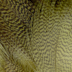 Plumas de flanco de ánade real FFGene
