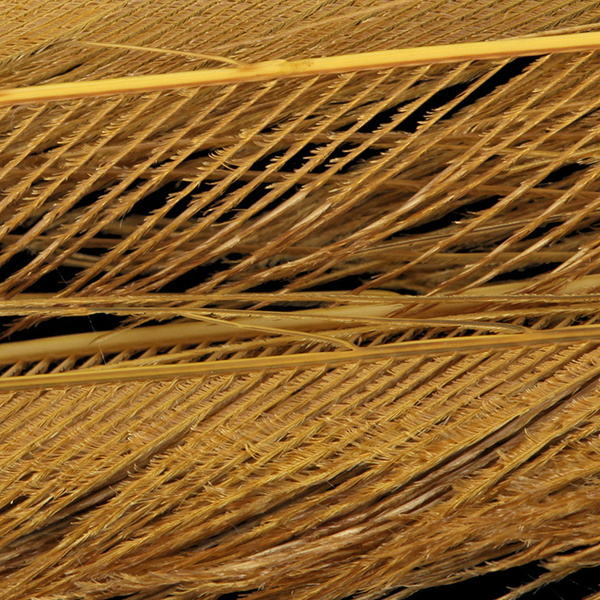 Plumas espada de cola de pavo real blanqueadas FFGene