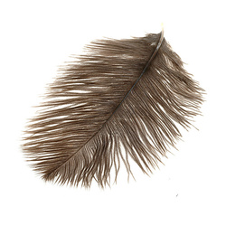 Wapsi Plumas pequeñas de avestruz