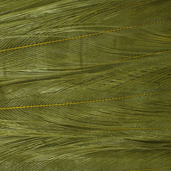 Sección central teñida del cuello de gallo Ewing