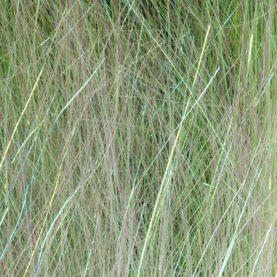 Pearl / Peacock Back