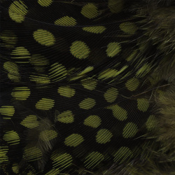 Plumas sueltas de pintada con ocelos grandes Spirit River UV2