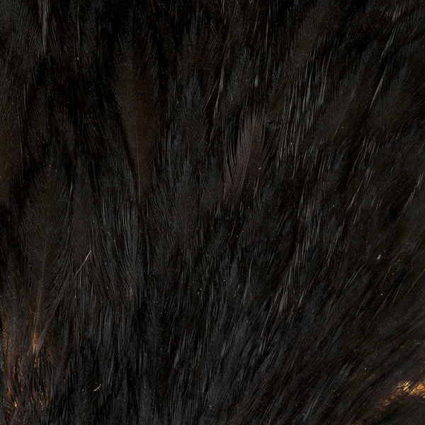 FFGene India Hen Capes