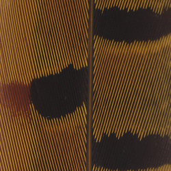 Cola de faisán Spirit River UV2 Ringneck