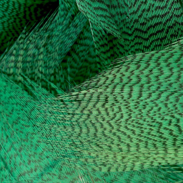 Plumas de flanco de ánade real FFGene