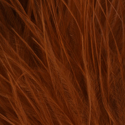 Marabú Blood Quill FFGene (10-12 cm)