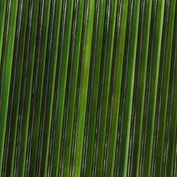 Costilla de vidrio Sybai