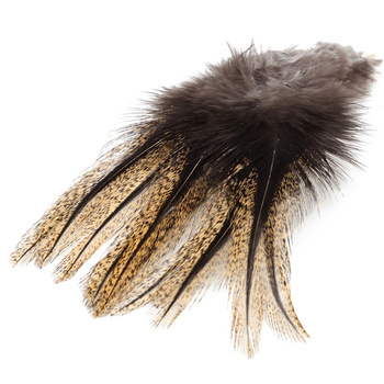 pluma Coq de Leon